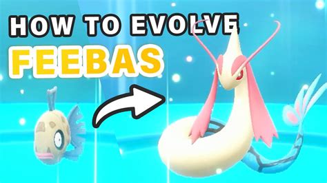milotic evolution|Milotic: How to Evolve Feebas into Milotic .